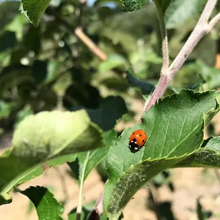 La Zagara In Fiore